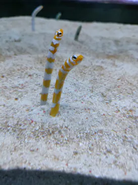 すみだ水族館に投稿された画像（2024/6/22）