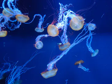 すみだ水族館に投稿された画像（2024/6/22）