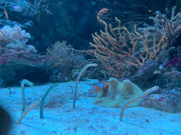 マクセル アクアパーク品川に投稿された画像（2024/6/22）