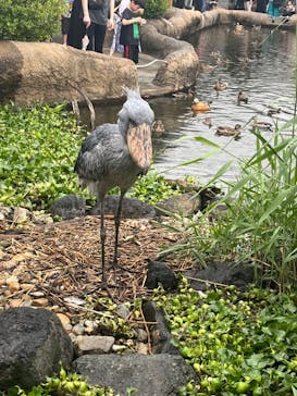 神戸どうぶつ王国に投稿された画像（2024/6/22）