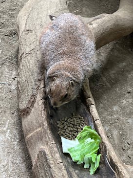 神戸どうぶつ王国に投稿された画像（2024/6/22）