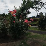 いばらきフラワーパークに投稿された画像（2024/6/22）