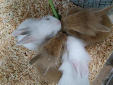 いきもの探検隊上尾に投稿された画像（2024/6/22）