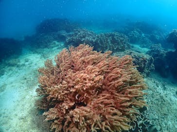 ダイブロックに投稿された画像（2024/6/22）