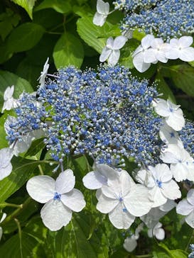 わんダフルネイチャーヴィレッジに投稿された画像（2024/6/22）