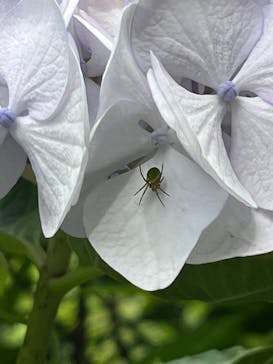 わんダフルネイチャーヴィレッジに投稿された画像（2024/6/22）