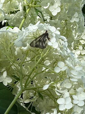 わんダフルネイチャーヴィレッジに投稿された画像（2024/6/22）