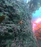 葉山ダイビングサービスに投稿された画像（2024/6/22）