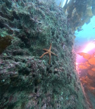 葉山ダイビングサービスに投稿された画像（2024/6/22）