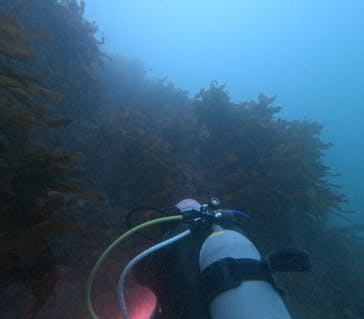 葉山ダイビングサービスに投稿された画像（2024/6/22）