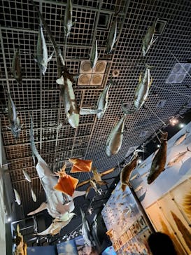 国立科学博物館に投稿された画像（2024/6/22）