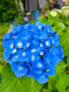 横浜イングリッシュガーデンに投稿された画像（2024/6/22）