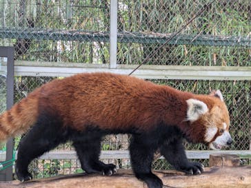 熱川バナナワニ園に投稿された画像（2024/6/22）