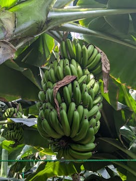 熱川バナナワニ園に投稿された画像（2024/6/22）