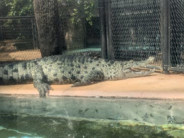 熱川バナナワニ園に投稿された画像（2024/6/22）