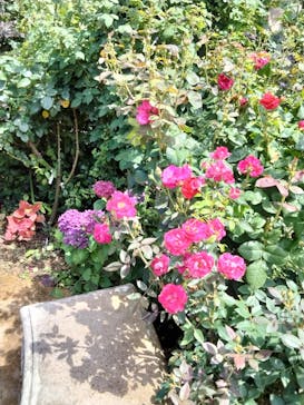 横浜イングリッシュガーデンに投稿された画像（2024/6/22）