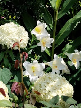 横浜イングリッシュガーデンに投稿された画像（2024/6/22）