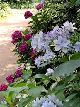 横浜イングリッシュガーデンに投稿された画像（2024/6/22）