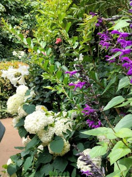 横浜イングリッシュガーデンに投稿された画像（2024/6/22）