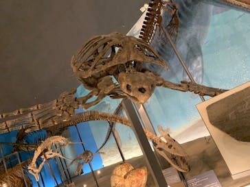 福井県立恐竜博物館に投稿された画像（2024/6/22）