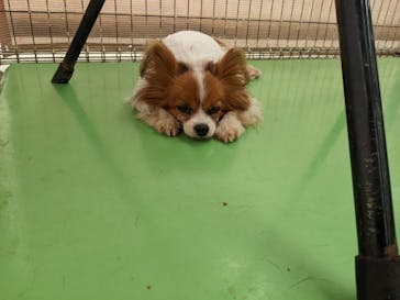 つくばわんわんランドに投稿された画像（2024/6/22）