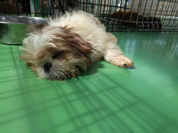 つくばわんわんランドに投稿された画像（2024/6/22）