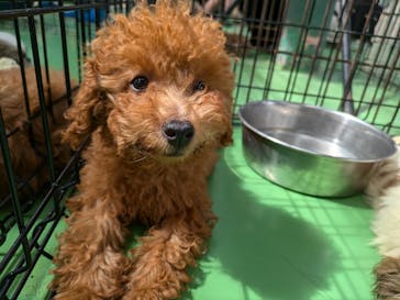 つくばわんわんランドに投稿された画像（2024/6/22）