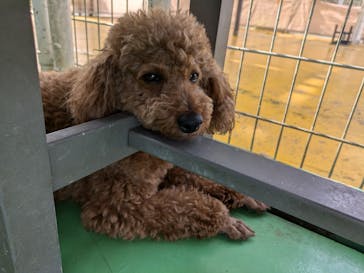 つくばわんわんランドに投稿された画像（2024/6/22）