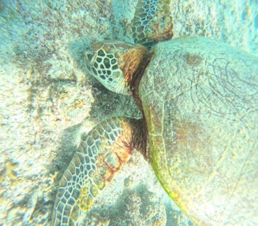 宮古島 ADVENTURE PiPi（ミヤコジマ アドベンチャー ピピ）に投稿された画像（2024/6/22）