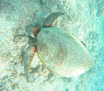 宮古島 ADVENTURE PiPi（ミヤコジマ アドベンチャー ピピ）に投稿された画像（2024/6/22）