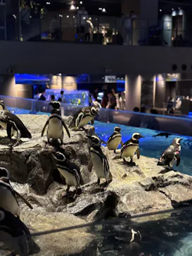 すみだ水族館に投稿された画像（2024/6/22）
