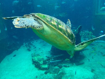箱根園水族館に投稿された画像（2024/6/22）