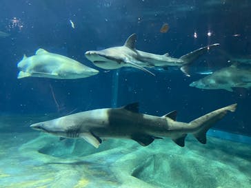 アクアワールド茨城県大洗水族館に投稿された画像（2024/6/22）