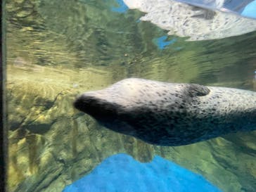 新江ノ島水族館に投稿された画像（2024/6/22）