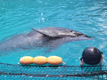 ゼロ距離水族館 伊勢シーパラダイスに投稿された画像（2024/6/22）