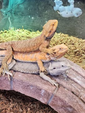 NARA IKIMONO MUSEUMに投稿された画像（2024/6/22）