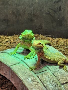 NARA IKIMONO MUSEUMに投稿された画像（2024/6/22）