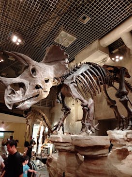 国立科学博物館に投稿された画像（2024/6/22）