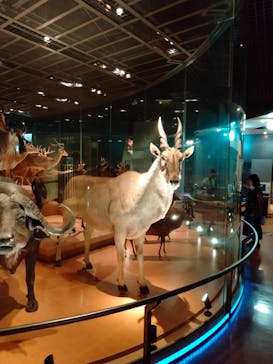 国立科学博物館に投稿された画像（2024/6/22）