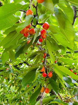 ナカノフルーツに投稿された画像（2024/6/22）