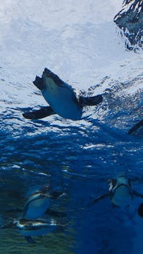 サンシャイン水族館に投稿された画像（2024/6/22）