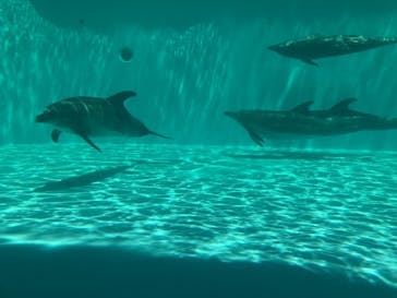 しながわ水族館に投稿された画像（2024/6/22）