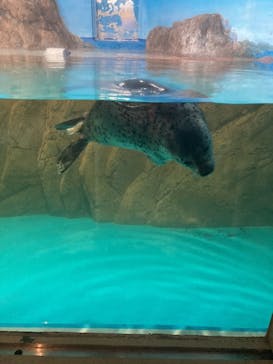 しながわ水族館に投稿された画像（2024/6/22）