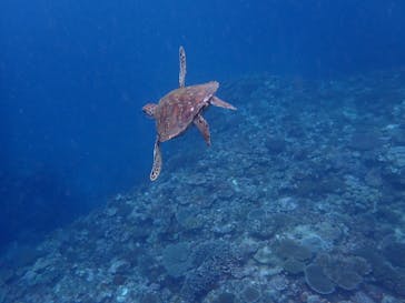 石垣島 ADVENTURE PiPi（イシガキジマアドベンチャーピピ）に投稿された画像（2024/6/22）