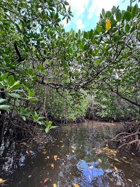 西表島 ADVENTURE PiPi（アドベンチャーピピ）に投稿された画像（2024/6/23）