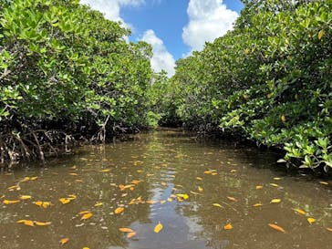 西表島 ADVENTURE PiPi（アドベンチャーピピ）に投稿された画像（2024/6/23）