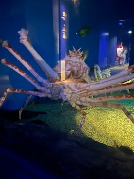 アクアワールド茨城県大洗水族館に投稿された画像（2024/6/23）