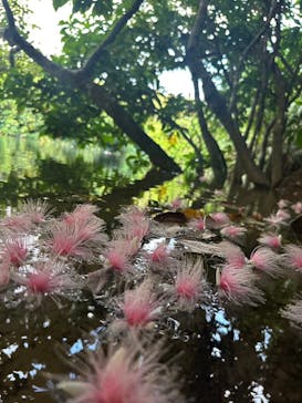 西表島 ADVENTURE PiPi（アドベンチャーピピ）に投稿された画像（2024/6/23）