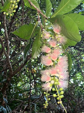 西表島 ADVENTURE PiPi（アドベンチャーピピ）に投稿された画像（2024/6/23）