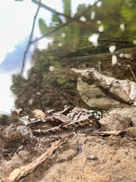 西表島 ADVENTURE PiPi（アドベンチャーピピ）に投稿された画像（2024/6/23）